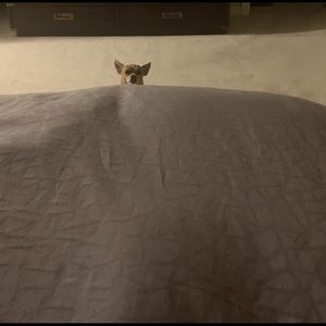 Meet your Posher, Phil